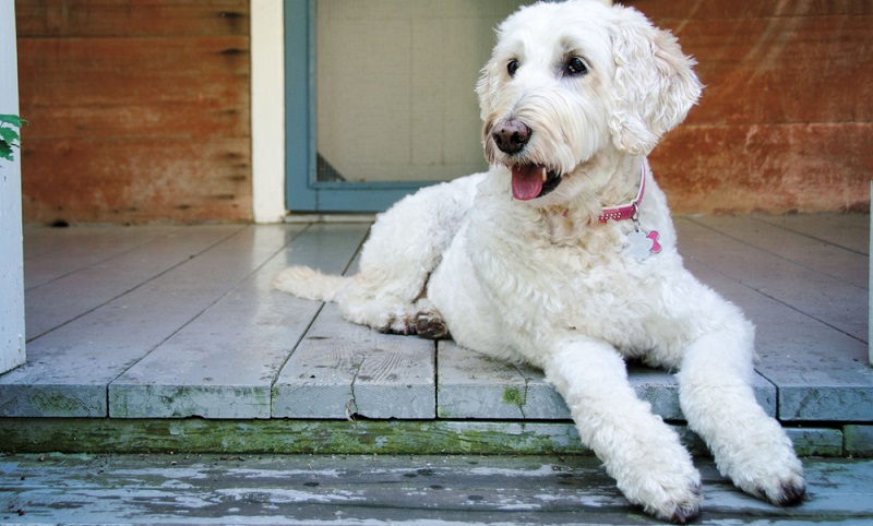 Der Labradoodle vereint zwei Charakteren in sich: die des Labradors und die des Pudels. ( Foto: Shutterstock-Maria Bell )