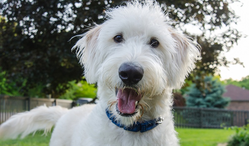 Der Labradoodle lässt sich im Allgemeinen gut erziehen. Mit der Veranlagung von Labrador Retriever und Pudel ist dies auch zu erwarten. ( Foto: Shutterstock-_Kelly vanDellen )