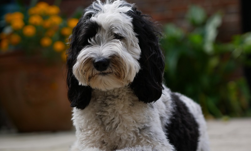 Denn Menschen mit einer Hundehaarallergie reagieren nicht auf die Haare eines Hundes, sondern auf bestimmte Eiweiße, die sich auf der Haut, im Speichel und Urin eines Hundes befinden. ( Foto: Shutterstock-_Flyby Photography )