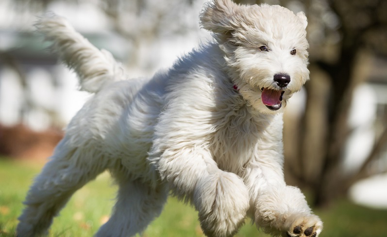 Die Fellpflege beim Labradoodle scheint allgemein sehr aufwendig zu sein. Das Fell sollte ein, zwei Mal die Woche gebürstet werden, damit es nicht verfilzt. ( Foto: Shutterstock-_BIGANDT.COM)