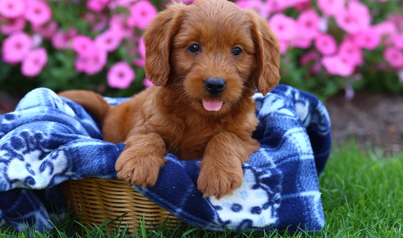 Labradoodle Welpen sind wie alle kleinen Welpen auch sehr neugierig. Süß tapsen sie durch ihr neues Zuhause und wollen alles entdecken. ( Foto: Shutterstock-_JLSnader)