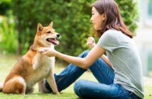 Shiba Inu: Klein aber Oho ( Foto: Shutterstock-_thirawatana phaisalratana)