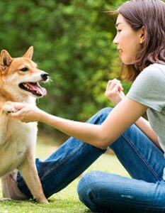 Shiba Inu: Klein aber Oho ( Foto: Shutterstock-_thirawatana phaisalratana)