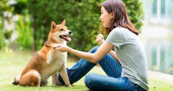 Shiba Inu: Klein aber Oho ( Foto: Shutterstock-_thirawatana phaisalratana)