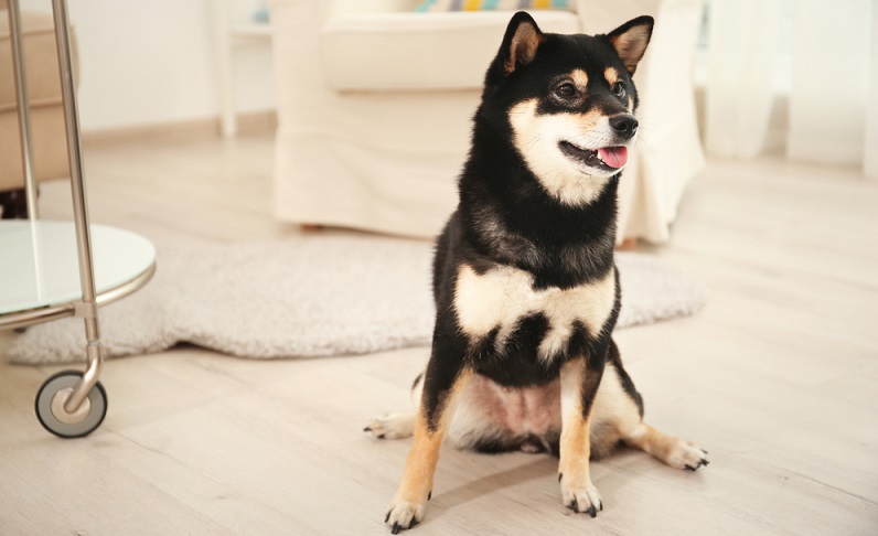 Ist man der Meinung, dass man sich einen Shiba Inu als vierbeinigen Freund zutraut, übernimmt man vom ersten Tag an eine große Verantwortung für den Hund. ( Foto: Shutterstock-Africa Studio)