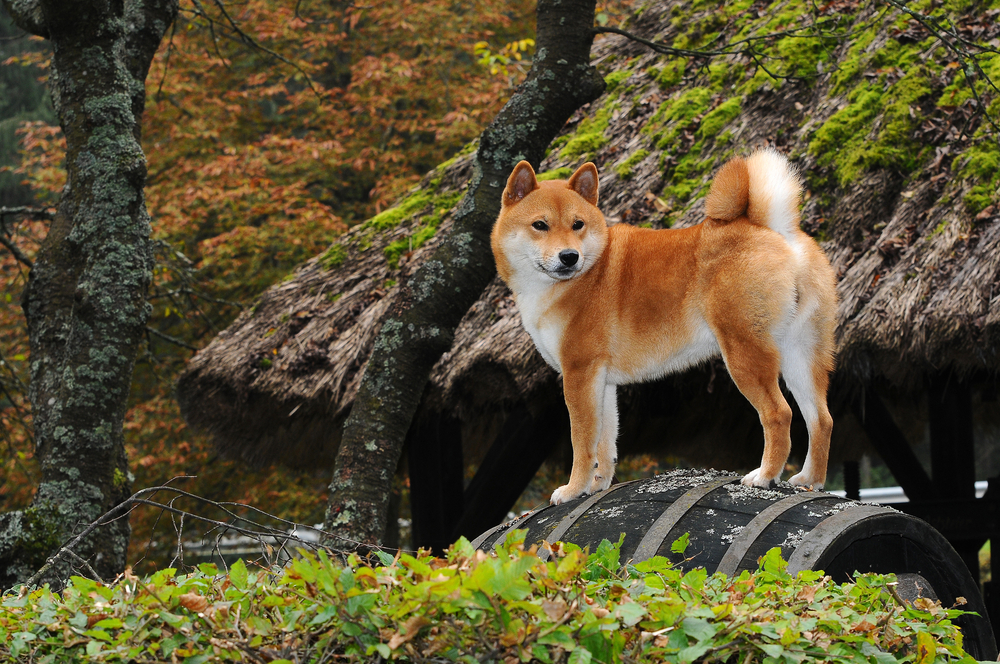 Der kleine Shiba Inu fällt als erstes durch seine ausdrucksstarke Gesichtsmaske auf. Mit den kleinen, dreieckigen, spitzen, weit auseinander stehenden Ohren und aufmerksamen Augen, könnte man auf den ersten Blick meinen, ein Fuchs steht vor einem. ( Foto: Shutterstock-Ricantimages)