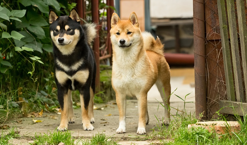 Shiba Inu sind Jagdhunde, die ihren eigenen Kopf haben. Das „will to please“, das vielen Jagdhunden zu eigen ist, wird man jedoch beim Shiba Inu vergeblich suchen. ( Foto: Shutterstock-TOM KAROLA )