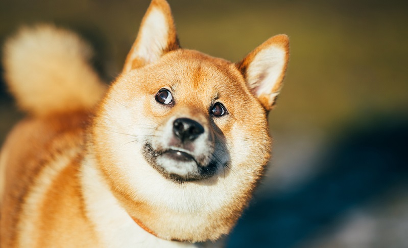 Der Shiba Inu ist kein Anfängerhund. Selbst erfahrene Hundeführer müssen dem Shiba Inu letztendlich eine gewisse Eigenständigkeit und Selbstbestimmtheit lassen. ( Foto: Shutterstock-_Grisha Bruev )