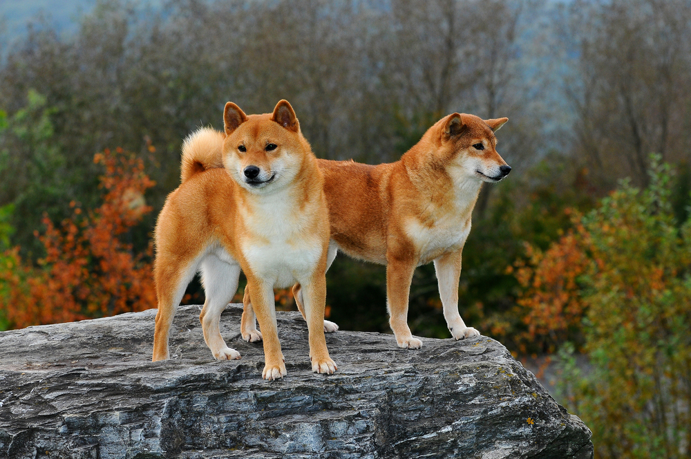 Der Shiba Inu ist somit einer der Urhunde, dessen genetische Verwandtschaft noch direkt auf den Wolf zurückzuführen ist. ( Foto: Shutterstock-Ricantimages )