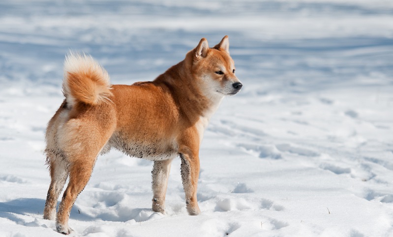 Sieht man den Shiba Inu zum ersten Mal, kann man sich seiner Faszination kaum entziehen. Doch bei der Frage, ob man sich diesen Hund zutraut, sollte der Verstand wieder eingeschaltet werden. ( Foto: Shutterstock- Trybex)