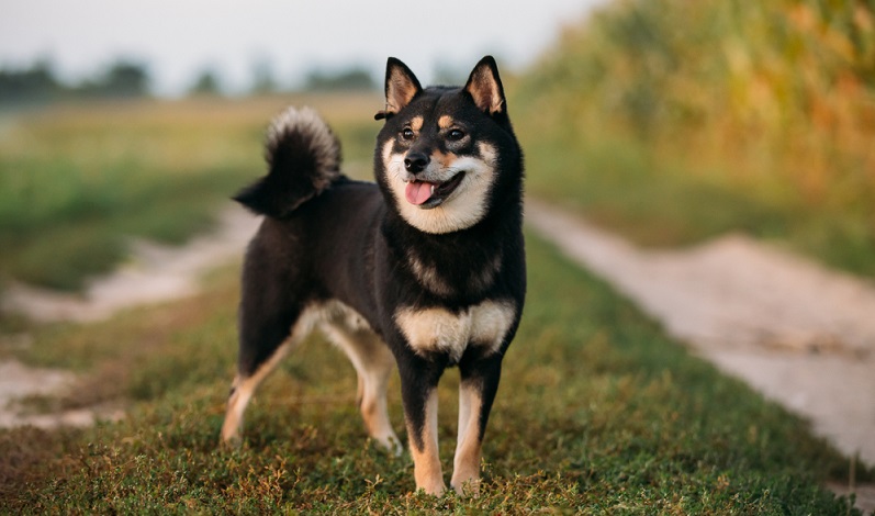 Der Shiba Inu ist eine Hunderasse, die in ihrer erblichen Substanz kaum Auffälligkeiten für Hundekrankheiten zeigt. Kommt der Shiba Inu aus einer seriösen Zucht, wird man in der Regel einen gesunden Hund haben. ( Foto: Shutterstock-Grisha Bruev_)