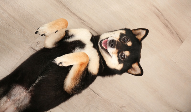 Wenn man einen seriösen Shiba Inu Züchter gefunden und sich für einen Welpen entschieden hat, dauert es meist noch ein paar Wochen, bevor das neue Familienmitglied in sein neues Zuhause einzieht. ( Foto: Shutterstock-Africa Studio)