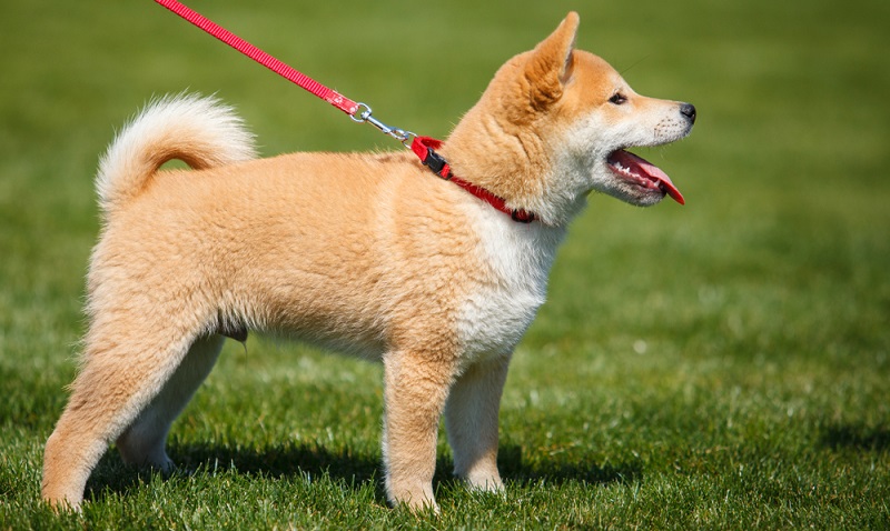 Ist nun die Entscheidung für die Anschaffung eines Shiba Inu nach reiflicher Überlegung gefallen, muss als nächstes eine seriöse Zucht gefunden werden. ( Foto: Shutterstock-_JanWolanski.com)