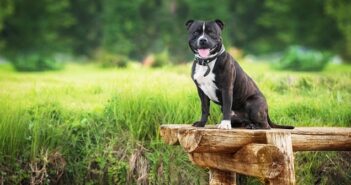 Staffordshire Bullterrier: warum er seine Familie einfach braucht ( Foto: Shutterstock-Rita_Kochmarjova)