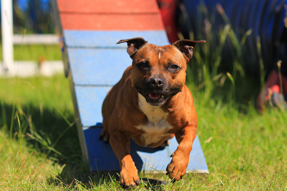 Der Staffordshire Bullterrier ist ein aktiver Hund, der sich gern bewegt und Herausforderungen liebt. ( Foto: Shutterstock-Melounix)