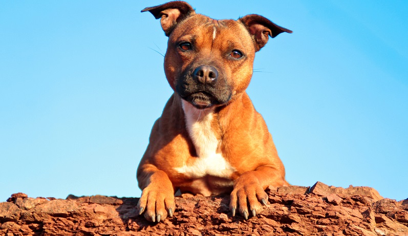 Vor der Anschaffung eines Staffordshire Bullterrier ist zu prüfen, ob der Hund in dem Bundesland, in dem er gehalten wird, auf einer Liste für gefährliche Hunde steht und welche Auflagen damit verbunden sind. ( Foto: Shutterstock-Melounix)