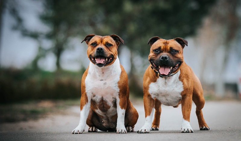 Der Staffordshire Bullterrier ist äußerlich die kleine Version des American Staffordshire Terrier. Der kräftige und kompakte Staffordshire Bullterrier ist auf eher kurzen Beinen unterwegs. ( Foto: Shutterstock- Eve Photography)