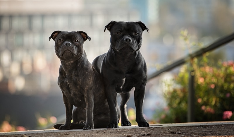 Staffordshire Bullterrier sind intelligente Hunde mit einem furchtlosen Wesen. Richtig sozialisiert und erzogen ist der Staffordshire Bullterrier ein zuverlässiger Begleiter, der Menschen gegenüber freundlich ist. ( Foto: Shutterstock-_Ekaterina Brusnika)