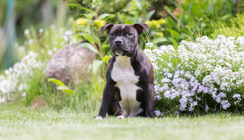 Der Staffordshire Bullterrier ist ebenfalls wie der American Staffordshire Terrier ein Nachkomme des Bull und Terrier Schläge aus England. ( Foto: Shutterstock-Osetrik )