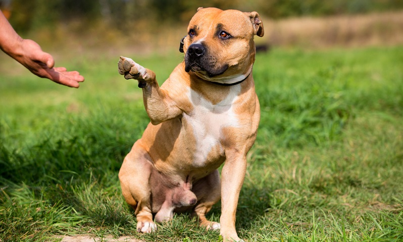 Der dominante Staffordshire Bullterrier braucht für seine Sozialisierung und Erziehung einen gefestigten und in sich ruhenden Menschen. ( Foto: Shutterstock-NickolayV)