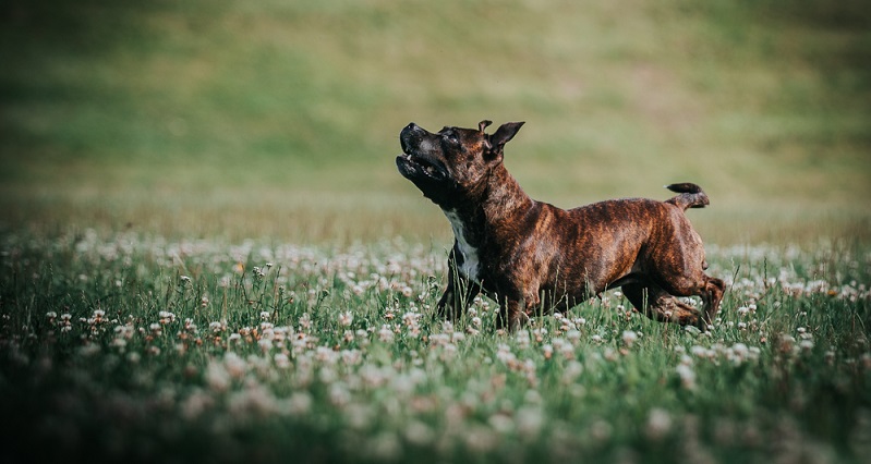 Durch Überzüchtung kommt es beim Staffordshire Bullterrier gehäuft zu einigen erblich bedingten Krankheiten. ( Foto: Shutterstock-Eve Photography)