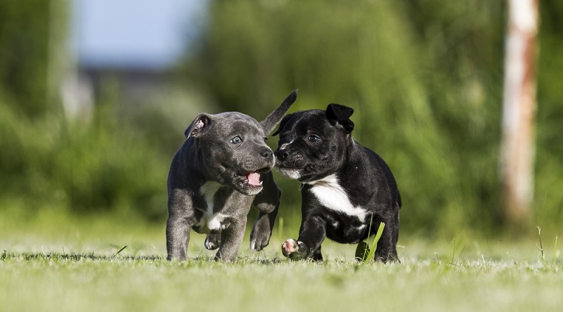 Auch Staffordshire Bullterrier Welpen sind kleine neugierige Wesen. Mutig und entschlossen erkundigen sie ihre Welt. ( Foto: Shutterstock-Aneta Jungerova)