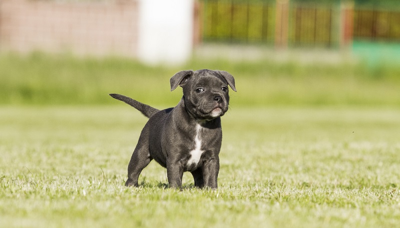 Einem seriösen Züchter, besonders bei Listenhunden, ist es wichtig, dass seine Babys nur in gute Hände kommen. ( Foto: Shutterstock-_Aneta Jungerova)