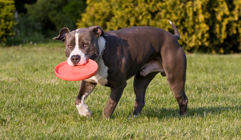 Ein Staffordshire Terrier ist ein Energiepaket, das viel Bewegung benötigt. Für sportive Menschen ist er daher ein guter Begleiter. ( Foto: Shutterstock- Lenkadan)