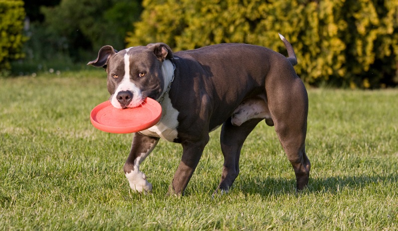 Ein Staffordshire Terrier ist ein Energiepaket, das viel Bewegung benötigt. Für sportive Menschen ist er daher ein guter Begleiter.  ( Foto: Shutterstock- Lenkadan)