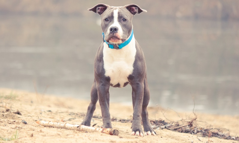 Bei der Anschaffung eine Staffordshire Terriers gilt es, sich bereits im Vorfeld ausgiebigst über die Folgen dieser Entscheidung Gedanken zu machen.  ( Foto: Shutterstock-_ Anna_Bondarenko  )