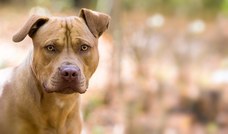 Der Staffordshire Terrier ist nämlich von Haus aus ein in sich ruhender und ausgeglichener Hund, mit einer hohen Reizschwelle. ( Foto: Shutterstock-Lunja)
