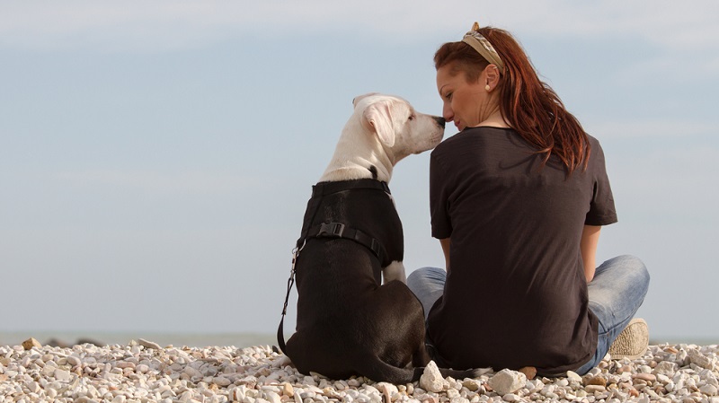 Mit einer erfolgreichen Sozialisierung des Staffordshire Terrier beginnt auch gleichzeitig die Erziehung. ( Foto: Shutterstock-BestShots )