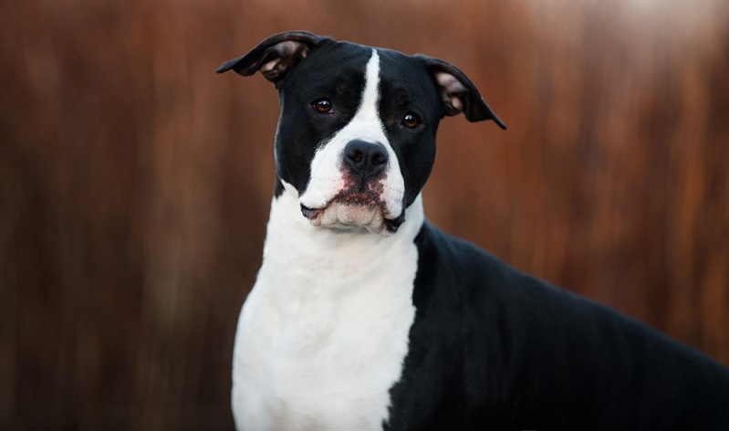 Vorfahre des Staffordshire Terrier ist der englische Bull-and-Terrier-Schläge. Eine Hunderasse, die Anfang des 19. Jahrhunderts im Black Country in der Grafschaft Staffordshire ebenfalls schon als Kampfhund für den sogenannten «blood sports» gezüchtet wurde. ( Foto: Shutterstock- OlesyaNickolaeva )