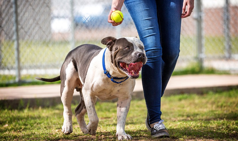 Unerwähnt sollte auch nicht bleiben, dass man als Halter eines Staffordshire Terriers relativ viel Ausgrenzungen erfahren wird und unter gesellschaftlicher Beobachtung stehen wird.  ( Foto: Shutterstock-Susan Schmitz )