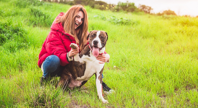 Der Staffordshire Terrier aus einer seriösen Zucht ist in der Regel ein gesunder Hund. Wie bei vielen schweren Hunden kann es aber auch beim Staffordshire Terrier zu Hüftgelenksdysplasie kommen. ( Foto: Shutterstock-_Fotoeventis )