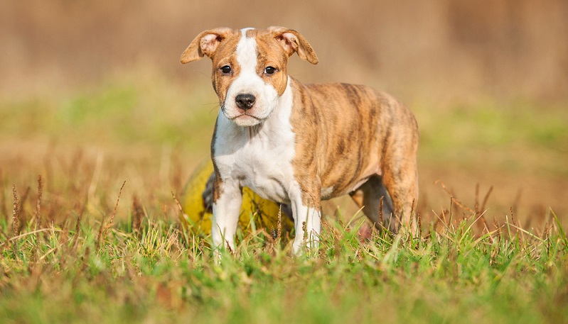 Seriöse Staffordshire Terrier Züchter achten bei der Verpaarung der Elterntiere nicht nur auf die Gesundheit, sondern auch auf das Wesen der Hunde. (Foto: Shutterstock-Rita_Kochmarjova)