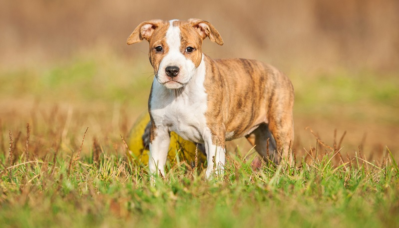 Seriöse Staffordshire Terrier Züchter achten bei der Verpaarung der Elterntiere nicht nur auf die Gesundheit, sondern auch auf das Wesen der Hunde.  (Foto: Shutterstock-Rita_Kochmarjova)