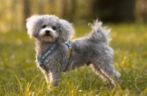 Bolonka Swetna: das hat ihn so beliebt gemacht ( Foto: Shutterstock-_ kb-photodesign)