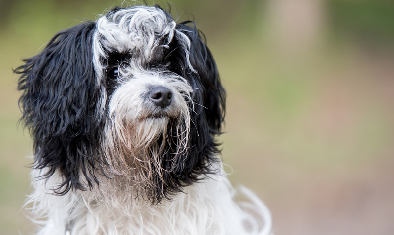 Der Bolonka Zwetna mag es zu spielen. Diesen Spieltrieb kann man gut nutzen, um eine Reihe von Hundeaktivitäten mit ihm zu betreiben. ( Foto: Shutterstock-Bildagentur Zoonar GmbH )