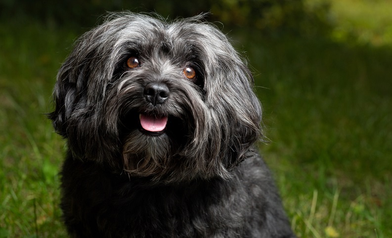 Wenn man sich einen Bolonka Zwetna zulegt, übernimmt man die Verantwortung für einen sehr menschenbezogenen Hund. ( Foto: Shutterstock-TeamDAF )