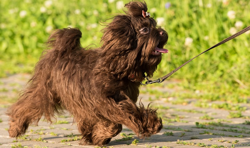 Der Bolonka Zwetna ist ein kleiner Hund mit einem langen, wuscheligen, lockigen Haarkleid. ( Foto: Shutterstock- Suponev Vladimir )