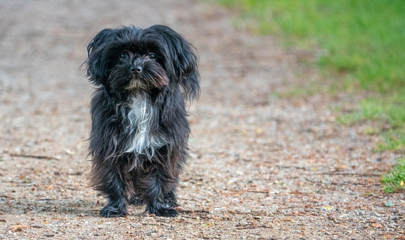 Bolonka Zwetna sind freundliche und verspielte Hunde, die mit ihrem aufgeweckten Wesen schnell gute Laune verbreiten. ( Foto: Shutterstock-karegg)