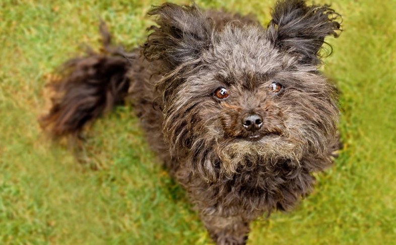 Der kleine Bolonka Zwetna ist ein sehr gelehriger Hund und auch für Hundeanfänger gut zu trainieren. ( Foto: Shutterstock- Hanicka1982)