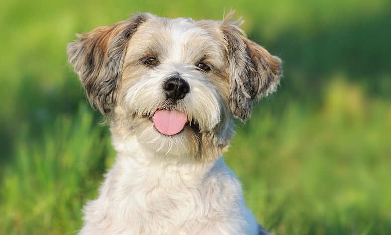 Der kleine Bolonka Zwetna ist ein Nachfahre des französischen Bolonka Franzuska. Bolonka bedeutet Schoßhündchen und Franzuska Französisch. ( Foto: Shutterstock-_anetapics )