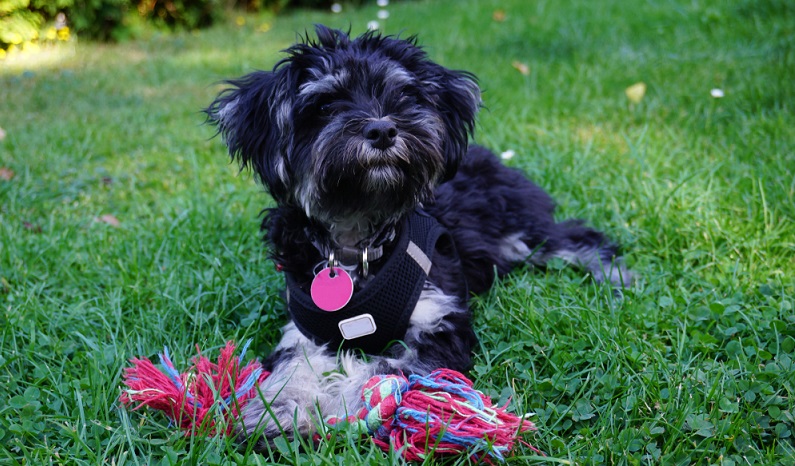 Der kleine Bolonka Zwetna ist ein verspielter und sehr menschenbezogener Hund. Wer ihm seine volle Aufmerksamkeit schenkt, erhält einen treuen und verschmusten Familienhund. ( Foto: Shutterstock- Janet Worg)