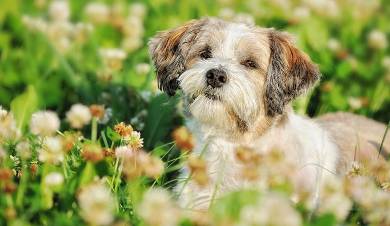 Der Bolonka Zwetna ist allgemein mit einer guten genetischen Veranlagung geboren. ( Foto: Shutterstock- anetapics )