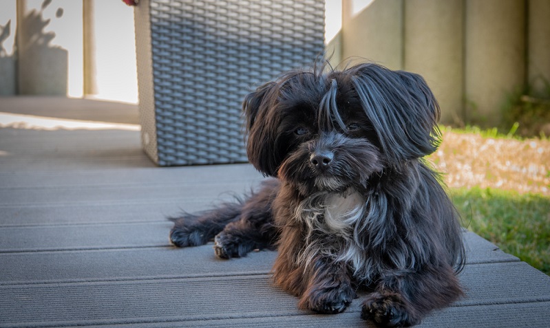 Wenn ein Hundebaby in sein neues Zuhause zieht, ist dies auch für die Zweibeiner ein besonderer Tag. ( Foto: Shutterstock- karegg )