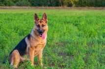 Deutscher Schäferhund: Freund und Helfer des Menschen ( Foto: Shutterstock-Barat Roland )