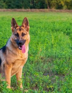 Deutscher Schäferhund: Freund und Helfer des Menschen ( Foto: Shutterstock-Barat Roland )