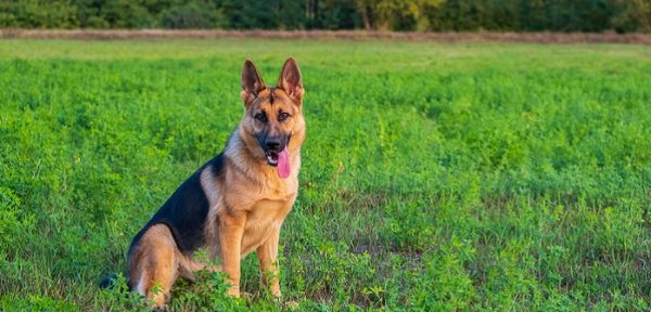 Deutscher Schäferhund: Freund und Helfer des Menschen